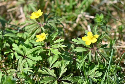 Gelbes Windröschen - Anemone ranunculoides; bei Straubenhardt Langenalb (G. Franke, 03.04.2025)