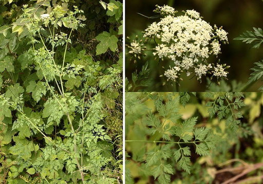 Gewöhnliche Hundspetersilie - Aethusa cynapium; Wegrand bei Karlsbad-Spielberg (G. Franke, 29.06.2023)