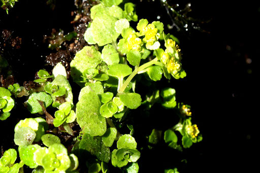 Gegenblättriges Milzkraut - Chrysosplenium oppositifolium; Eyachtal (G. Franke, 12.04.2018)