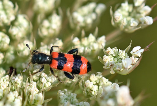 Gemeiner Bienenkäfer - Trichodes apiarius (G. Franke)