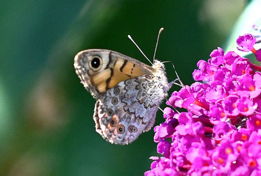 Mauerfuchs am Schmetterlingsflieder (G. Franke, Karlsbad-Spielberg, 07.09.2024)