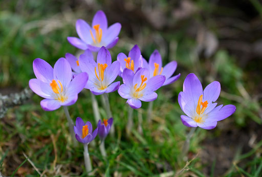 Krokusblüte - Elfen-Krokus (G. Franke, 15.02.2024)