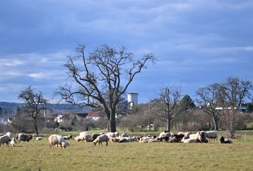 Schafherde bei Karlsbad-Spielberg (G. Franke, 06.01.2025)
