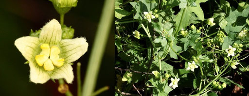 Rotfrüchtige Zaunrübe - Bryonia dioica; bei Straubenhardt-Pfinzweiler (G. Franke)