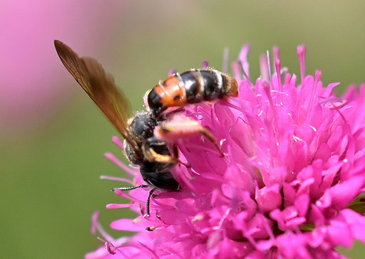 Knautien-Sandbiene - Andrena hattorfiana;  bei Karlsbad-Spielberg (G. Franke, 22.05.2025)