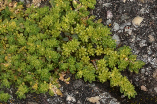 Kahles Bruchkraut - Herniaria glabra; Fußweg in Karlsbad-Spielberg (G. Franke, Mai 2019)