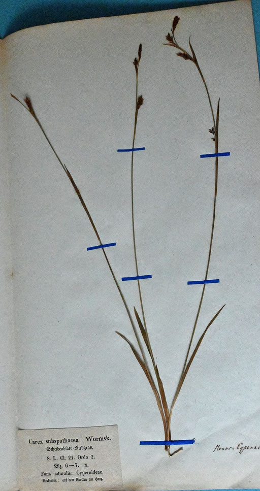 Carex vaginata - ein isoliertes Vorkommen in Deutschland; Beleg: ein ca. 100 Jahre altes Herbarblatt
