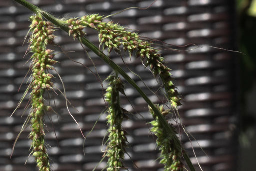 Gewöhnliche Hühnerhirse - Echinochloa crus-galli; bei Keltern (G. Franke, August 2018)