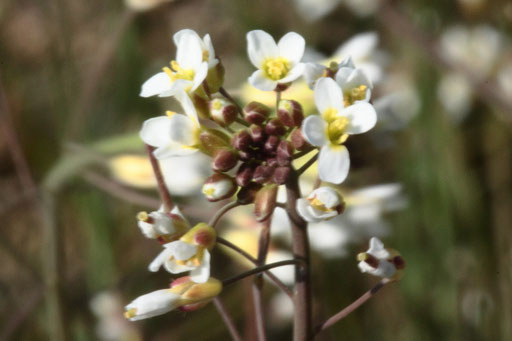Acker-Schmalwand - Arabidopsis thaliana; Acker-Randstreifen bei Karlsbad-Auerbach (G. Franke, 16.04.2019)