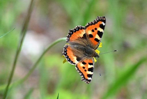 Kleiner Fuchs Aglais urticae;  am Waldwegrand (G. Franke)
