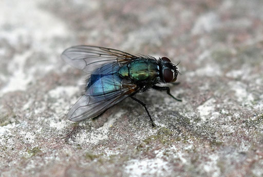 kein deutscher Name - Eudasyphora cyanella, weiblich; Garten bei Karlsbad-Spielberg (G. Franke, 19.03.2024) Danke für die Hilfe im Diptera-Forum