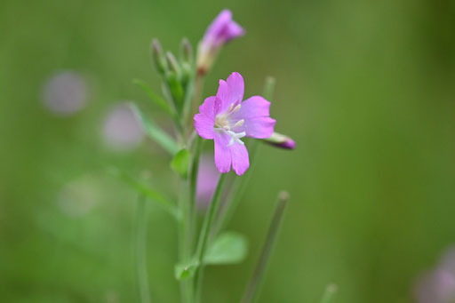Blüte des Zottigen Weidenröschens, bei Karlsbad-Ittersbach (G. Franke, 08.07.2025)