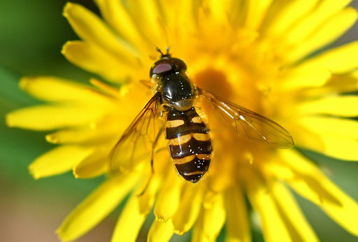 Waldschneisen-Schwebfliege im Moosalbtal