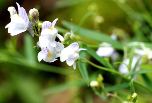 Gestreiftes Leinkraut - Linaria repens; bei Moosbronn (G. Franke, 2011)