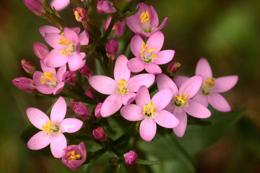 Echtes Tausendgüldenkraut - Centaurium erythraea; bei Dietlingen (G. Franke, Juli 2019)