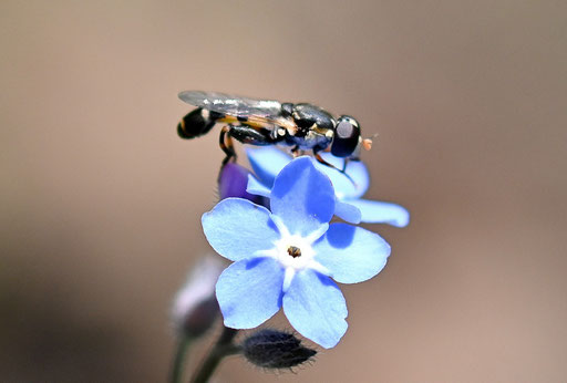 eine Gemeine Keulenschwebfliege auf Vergissmeinnichtblüten (G. Franke, Karlsbad-Spielberg, 25.05.2024)