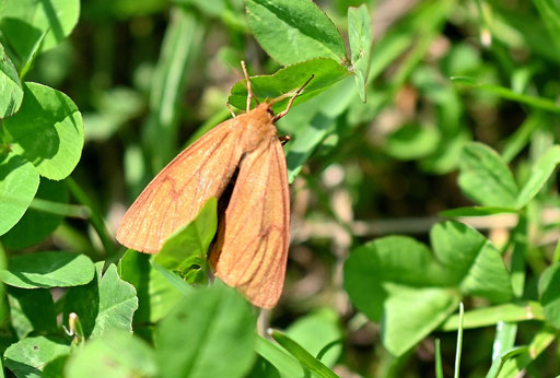 ein Rotrandbär auf einer Wiese südlich von Karlsbad-Spielberg (G. Franke, 09.06.2025)