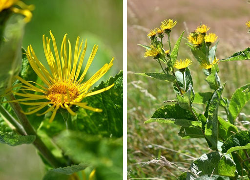 Echter Alant - Inula helenium; Streifen zwischen Weg und Weide südwestlich von Karlsbad-Spielberg (G. Franke, 14.07.2024)