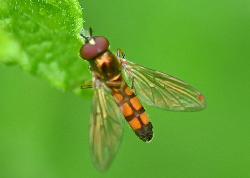Glänzenden Schwarzkopfschwebfliege - Melanostoma mellinum