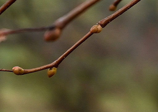 Knospen der Winterlinde - Tilia cordata; Wegrand bei Karlsbad-Spielberg (G. Franke, 05.12.2023)