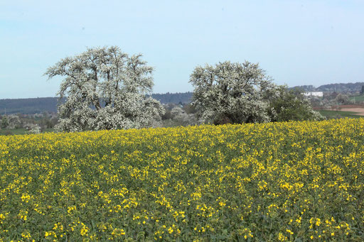 blühendes Rapsfeld und Obstbäume bei Karlsbad-Auerbach (G. Franke, 15.04.2023)