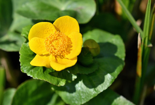 am Rande des Gartenteiches blüht die Sumpf-Dotterblume (Caltha palustris) auf (G. Franke, 03.04.2025)