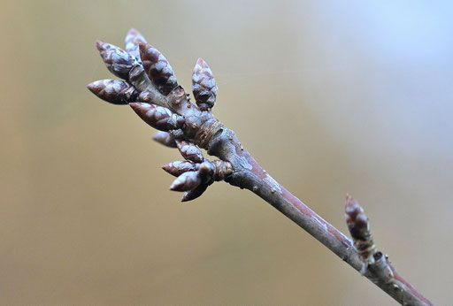 Vogelkirsche - Prunus avium; Waldwegrand bei Straubenhardt-Langenalb (G. Franke, 28.11.2024)