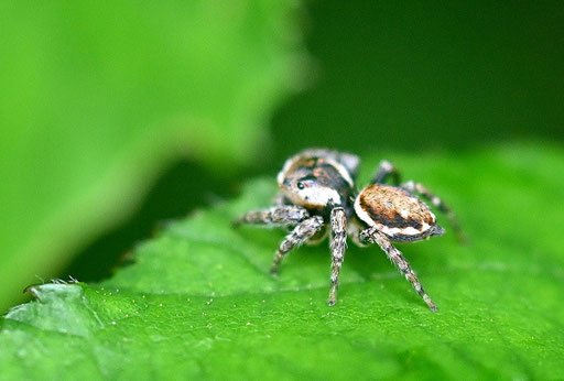 eine interessante Springspinne - Bunter Sichelspringer - Evarcha falcata; im Gebüsch am Waldwegrand zwischen Waldbronn-Etzenrot und W.-Reichenbach (G. Franke, 24.05.2024)