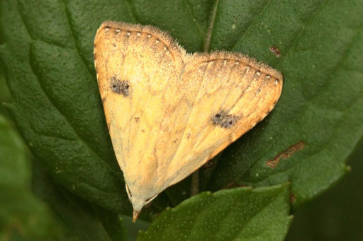 Seideneulchen - Rivula sericealis; Garten bei Karlsbad-Spielberg (G. Franke, 09.08.2023)