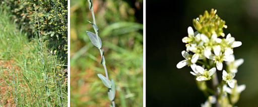 Turmkraut - Turritis glabra (Arabis glabra); bei Karlsbad-Spielberg (G. Franke, 10.05.2025)