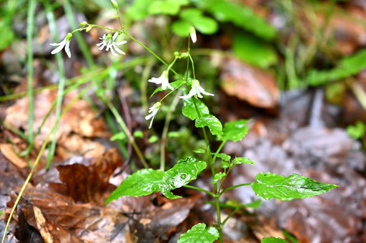 Hain-Sternmiere - Stellaria nemorum; Waldwegrand bei Neuenbürg-Dennach (G. Franke, 03.06.2024)