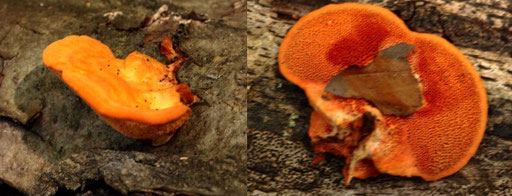 Zinnobertramete – Pycnoporus cinnabarinus; auf liegendem Buchenast am Waldwegrand zwischen Spielberg und Ittersbach - rechts Pilzunterseite mit Poren (G. Franke, 23.08.2023)