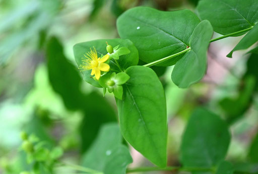 Blut-Johanniskraut - Hypericum androsaemum, Waldegrand zwischen Langenalb und Pfaffenrot (G. Franke, 07.07.2024)