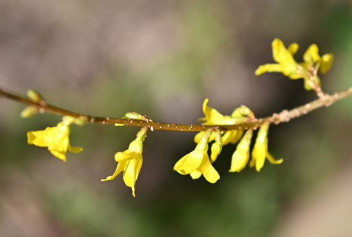 aufblühende Forsythie am Gartenrand - der Erstfrühling beginnt (G. Franke, 20.03.2025)