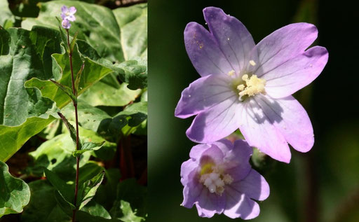 Berg-Weidenröschen - Epilobium montanum; bei Karlsbad-Spielberg (G. Franke, 15.06.2023)