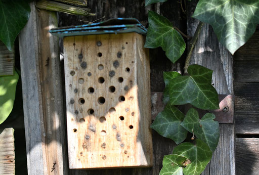 eine Reihe von Wildbienen haben die Nisthilfe bereits verlassen - Garten bei Spielberg (G. Franke, 11.03.2025)