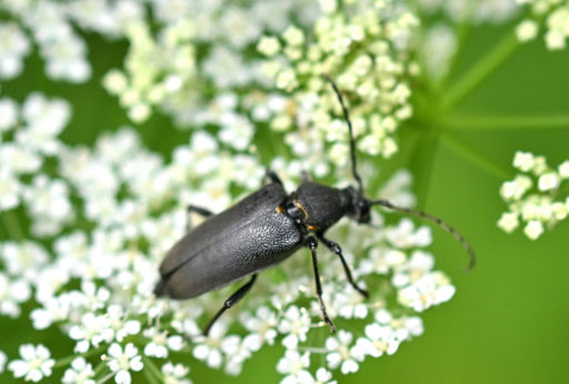 Haarschildiger Halsbock - Stectoleptura scutellata; ca. 15 mm lang;  Waldwegrand zwischen Langenalb und Pfaffenrot (G. Franke, 10.06.2025)