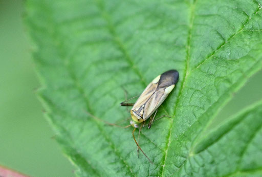 Luzernen-Zierwanze - Adelphocoris lineolatus; Waldwegrand bei Spielberg (G. Franke, 03.06.2025)
