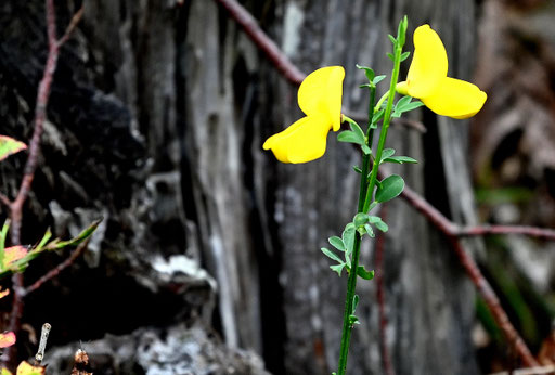 Besenginster - Cytisus scoparius; Waldwegrand bei Karlsbad-Ittersbach (G. Franke, 01.11.2023)