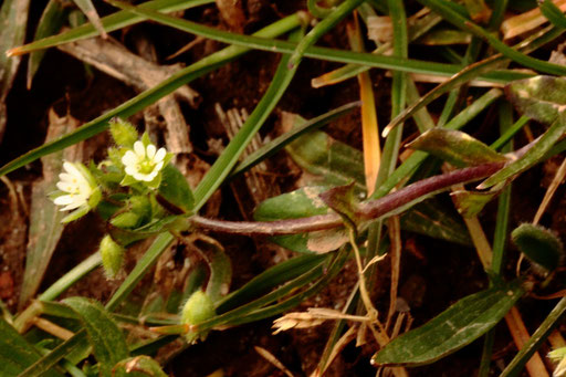 Vogelmiere - Stellaria media; bei Karlsbad-Spielberg (G. Franke, 16.03.2022)