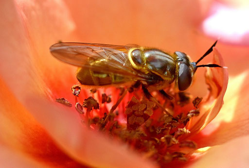eine seltene Beobachtung und wieder gleicher Ort und gleicher Monat, wie in den letzten Jahren - eine Goldene Glanzschwebfliege - Callicera aurata, in einer Rosenblüte (G. Franke, 10.07.2024, Spielberg)