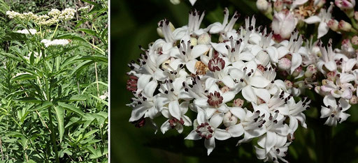 Zwerg-Holunder - Sambucus ebulus; bei Straubenhardt-Langenalb (G. Franke, 2015)