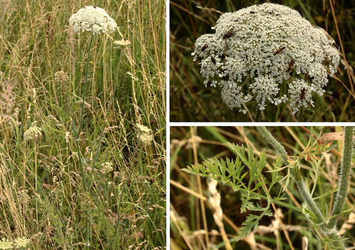 Wilde Möhre - Daucus carota; Wiese bei Karlsbad-Spielberg (G. Franke, Juni 2022)