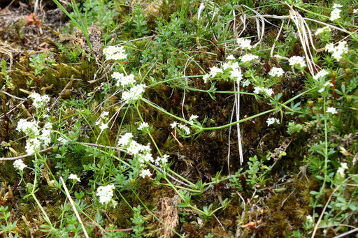 Hercynisches Labkraut - Galium saxatile; bei Dobel (G. Franke, 18.06.2017)
