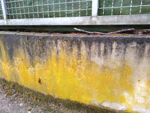 Der typischer Standort, eine verputzte Mauer, wird hier breitflächig vom Zitronen-Schönfleck überzogen. Foto: Bernd Miggel