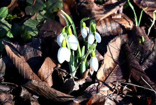 Schneeglöckchen - Galanthus nivalis; die ersten Schneeglöckchen blühen im Garten (G. Franke, 27.01.2024)
