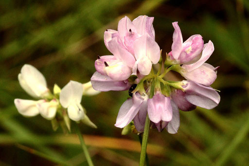 Bunte Kronwicke - Coronilla varia; bei Dietlingen (G. Franke, Juli 2019)