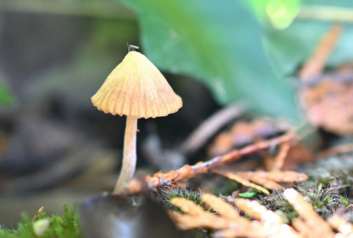 ein Helmling auf einer moosbewachsenen Abdeckung im Garten (G. Franke, Karlsbad-Spielberg, 26.10.2024)