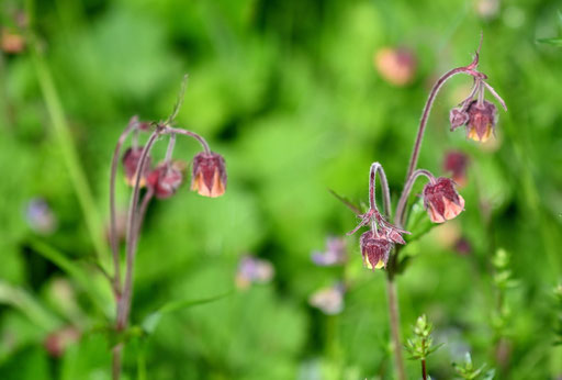 Bach-Nelkenwurz - Geum rivale (G. Franke)