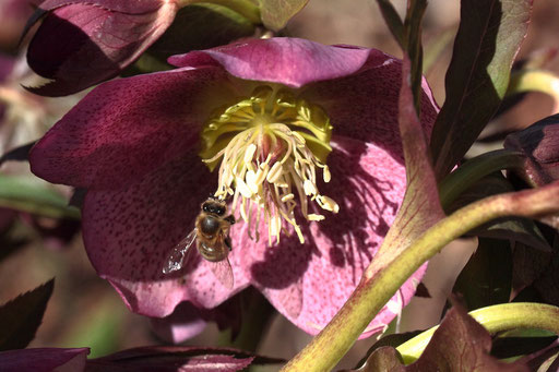 Helleborus orientalis